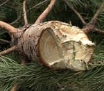 Штраф за незаконно срубленную ель может вырасти до 1000 грн