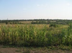 Верховная Рада не приняла изменения в Земельный кодекс Украины о сроке на продажу земель сельскохозяйственного назначения