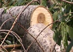 В 2007 году на Харьковщине заготовлено 548 тысяч кубометров древесины