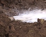Жители Липцев бьют тревогу: канализационные отходы текут по улицам села