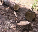 В Харьковской области незаконно вырубили более тысячи деревьев