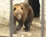 В зоопарке пополнение. В харьковский дом животных переехал бурый медведь Ленька Черниговский