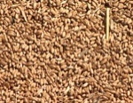 Президент пообещал «отпустить» цены на зерно