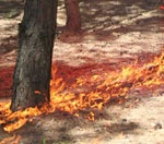 В Близнюковском районе горело 15 гектаров леса