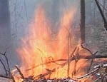 Харьковскому туристу, поджегшему лес в Крыму, грозит до десяти лет лишения свободы