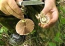 Сбор грибов и ягод в лесах Харьковской области теперь ограничен