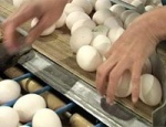 Один из самых покупаемых продуктов в канун светлого праздника Пасхи - куриные яйца