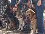 Людей под завалами в Изюме ищут собаки
