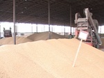 Кабмин отменил квоты на экспорт зерна