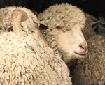 На Харьковщине увеличилось поголовье овец и коз