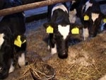 Крестьяне вынуждены резать скот из-за низких закупочных цен на молоко