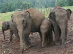 Спаси слона. Харьковчане отправились на Шри-Ланку выручать самое большое сухопутное животное