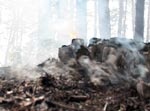 В области с начала пожароопасного периода сгорело более 5 га леса