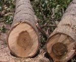 В Лозовском районе незаконно вырубили 137 деревьев