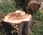 В Лозовском районе незаконно спилили 137 деревьев