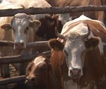 В Харьковской области количество крупного рогатого скота увеличилось на 13%