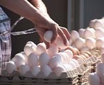 Украина может экспортировать в Европу яйца и молоко