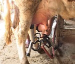 Депутат облсовета предложил купить каждой сельской корове по доильному аппарату