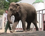 19 июля слониха Тенди отпразднует свое «совершеннолетие»