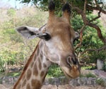 В Харьковском зоопарке в ближайшем будущем могут поселиться жирафы