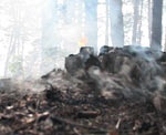 Из-за сухой и жаркой погоды возникают пожары в лесах, полях и оврагах