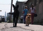 В Харькове запрещен отстрел бездомных животных