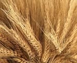 Самая высокая урожайность озимой пшеницы на Красноградщине