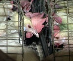 Юлия Тимошенко намерена отменить дотации производителям курятины, если они не снизят цены