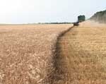 Прогноз обладминистрации: в этом году Харьковщина соберет рекордное количество пшеницы