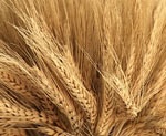 Урожайность пшеницы в Харьковской области - самая высокая в Украине