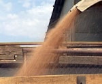 В Харьковской области намолотили первый миллион тонн зерна