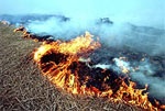 Пожар возле хвойного леса: горела сухая трава. Предварительная причина - поджог