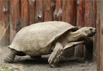 В зоопарке маленьких харьковчан ждет праздник «Лягушки на Дне рождения Черепахи Тортиллы»