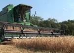 Из-за погодных условий Харьковская область теряет зерно