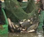 Вслед за запретом охотиться Салыгин намерен наложить мораторий на рыбную ловлю