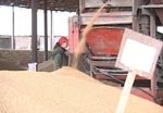 Михаил Жорник: Сейчас из области нужно вывезти 1 миллионн тонн зерна