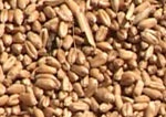 Кабмин разрешил Аграрному фонду продавать зерно на экспорт