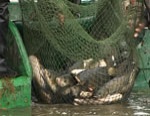 Василий Салыгин: общество охотников и рыболовов нарушает антимонопольное законодательство