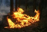 Изюмское «пекло». На борьбу с лесным пожаром брошено 50 спецмашин и два самолета
