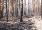 Пожар в Придонецком лесничестве локализован