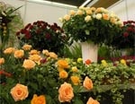 Ко Дню города в саду Шевченко откроется «Цветущий Харьков»