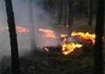 От огня в Измюском районе пострадало около миллиона квадратных метров леса!