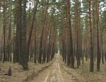 Арсен Аваков просит жителей области отнестись с пониманием к его распоряжению о запрете входить в хвойные леса