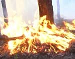 Правоохранительные органы возбудили уголовное дело по факту возгорания в изюмском лесу