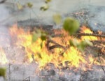 Экологи подсчитали убытки от изюмского лесного пожара