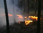 Сгоревший изюмский лес «восстановят» не раньше следующего года