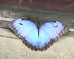 В Харьковском зоопарке - «Парад бабочек»