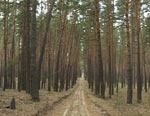 В области рейдеры пытаются захватить 1250 гектаров леса