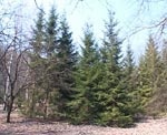Харьковские лесники за этот год высадили почти полторы тысячи гектаров леса