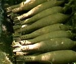 За прошлые сутки МЧСники обезвредили 7 боеприпасов Великой Отечественной войны